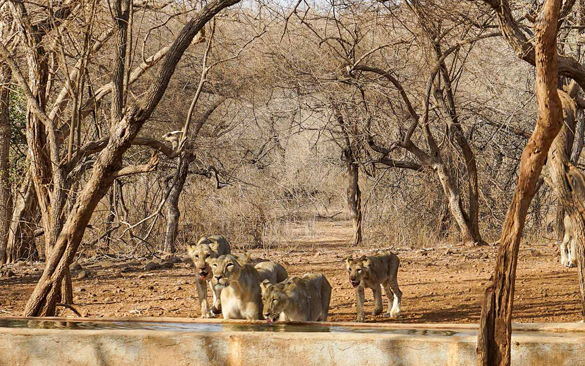 sasan-gir-gujarat